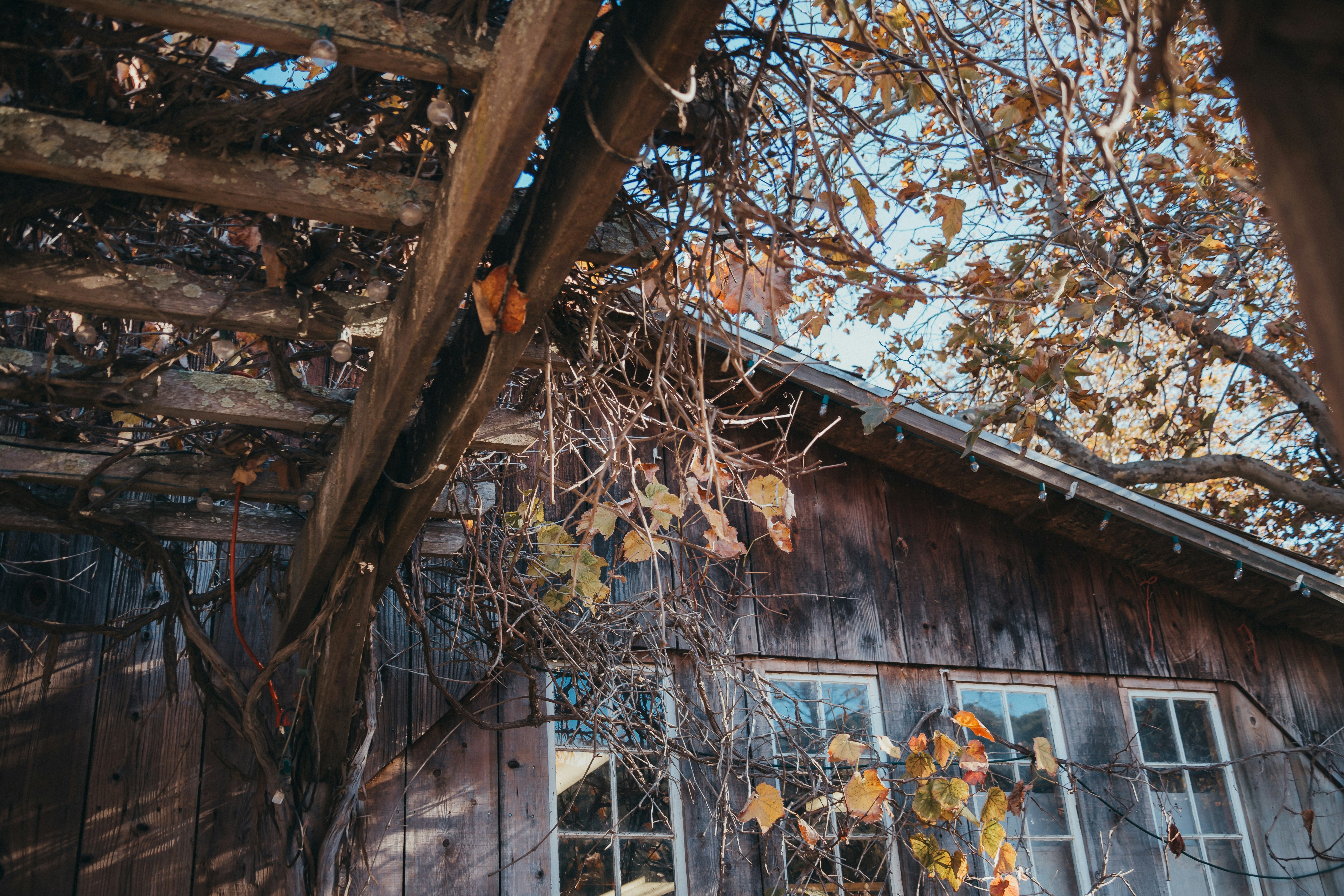 brown wooden house surrounded with yellow trees